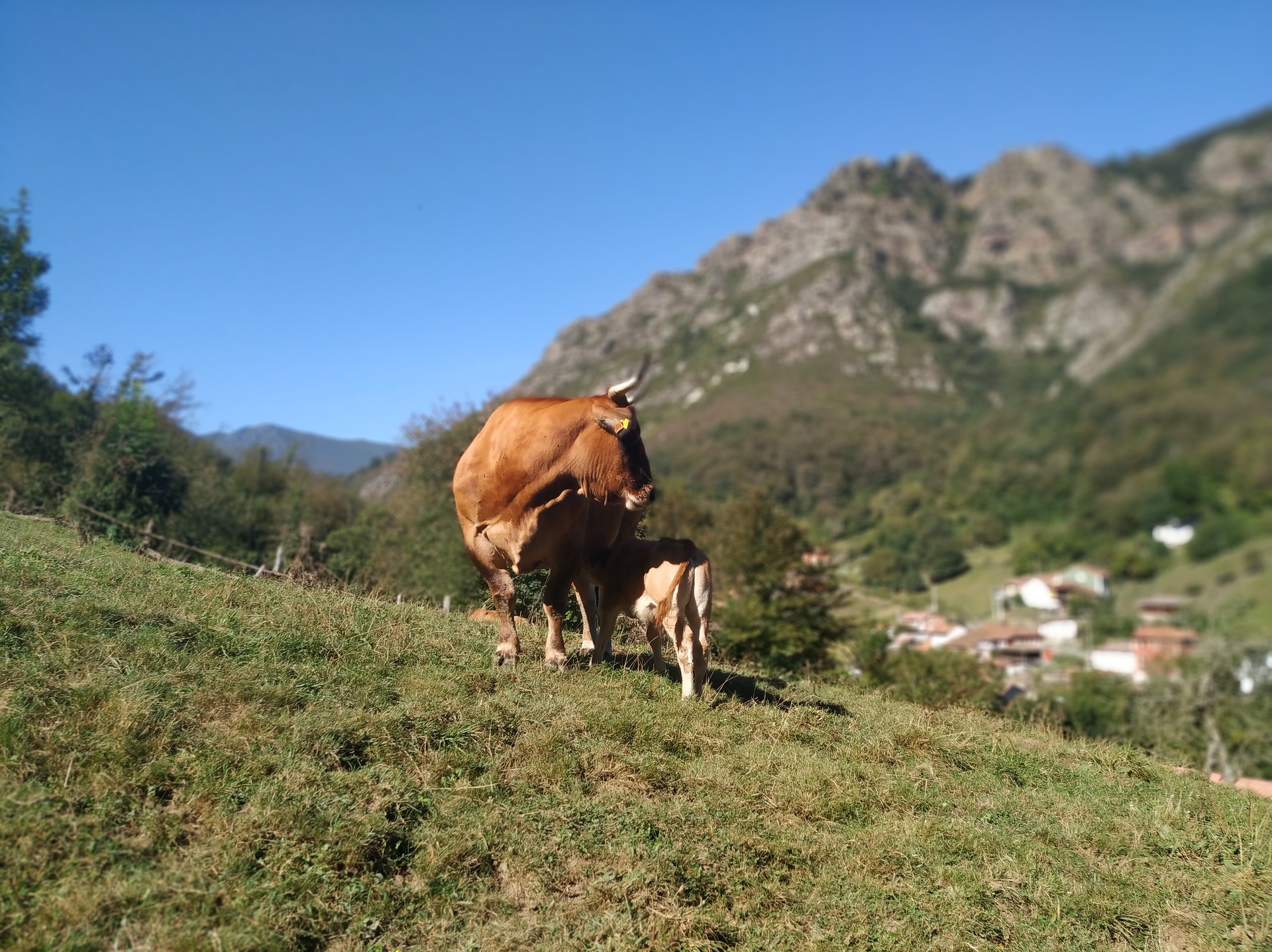 Vacas en el monte asturiano